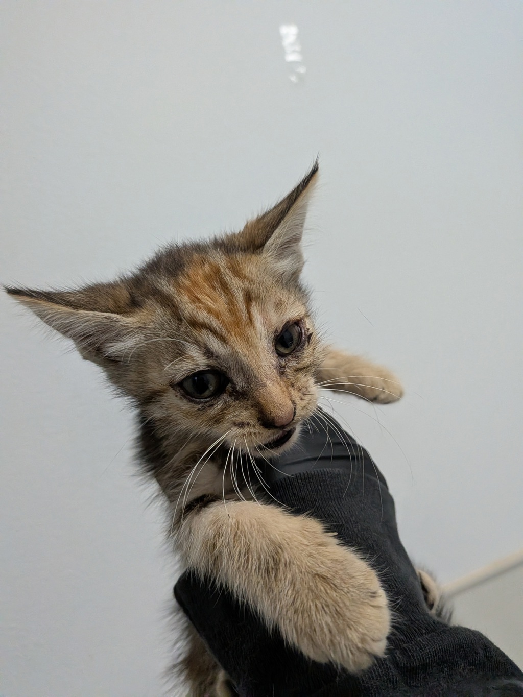 Shelter Stray Female Cat last seen Near Oceanview Boulevard, San Diego, CA, 92113, 5500 Gaines St, San Diego, CA 92110, USA