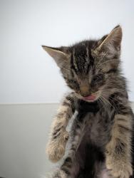 Shelter Stray Male Cat last seen Near Oceanview Boulevard, San Diego, CA, 92113, 5500 Gaines St, San Diego, CA 92110, USA
