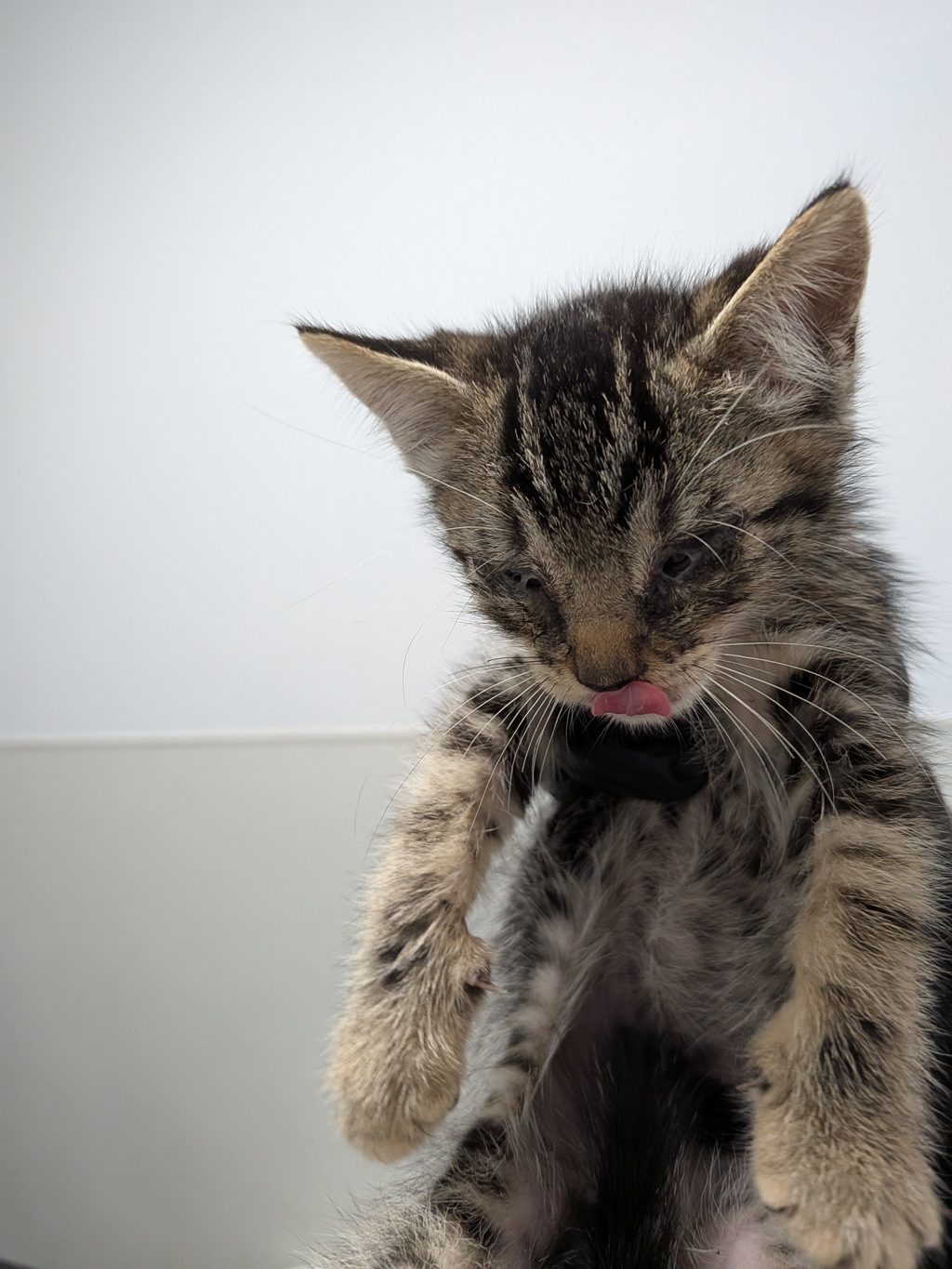 Shelter Stray Male Cat last seen Near Oceanview Boulevard, San Diego, CA, 92113, 5500 Gaines St, San Diego, CA 92110, USA