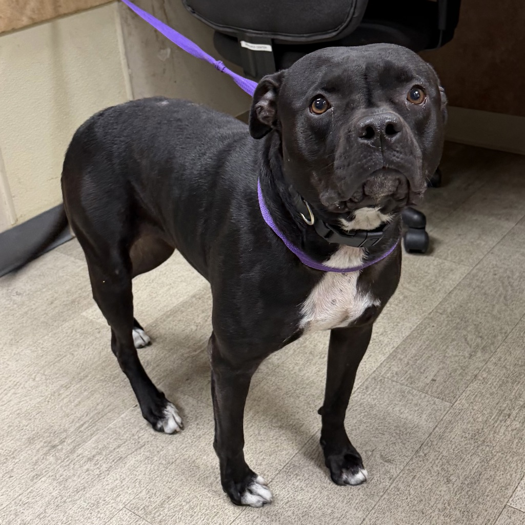 Shelter Stray Female Dog last seen Near Rex Avenue, San Diego, CA, 92105, 5500 Gaines St, San Diego, CA 92110, USA