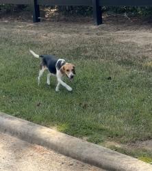 Found/Stray Female Dog last seen Bunnlevel Erwin Rd & Bramble Ave, near the entrance to Blackberry Manor neighborhood., Bunnlevel, NC 28339