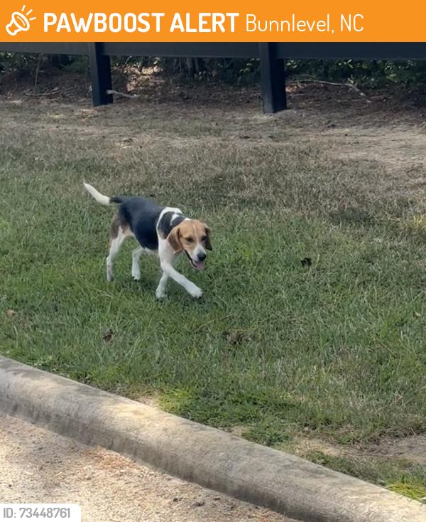 Found/Stray Female Dog last seen Bunnlevel Erwin Rd & Bramble Ave, near the entrance to Blackberry Manor neighborhood., Bunnlevel, NC 28339