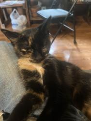 Found/Stray Female Cat last seen Middle Avenue, Elyria, OH 44035