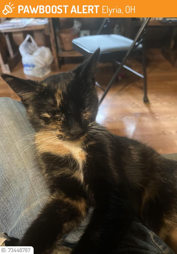 Found/Stray Female Cat last seen Middle Avenue, Elyria, OH 44035