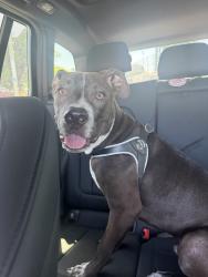 Reunited Male Dog last seen Near El Cajon Blvd Ste C, San Diego, CA 92104, USA, San Diego, CA 92104