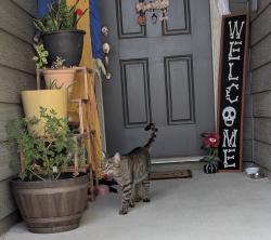 Found/Stray Male Cat last seen Skipador Drive and Steel Dust Drive, Fort Worth, TX 76179