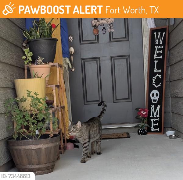 Found/Stray Male Cat last seen Skipador Drive and Steel Dust Drive, Fort Worth, TX 76179