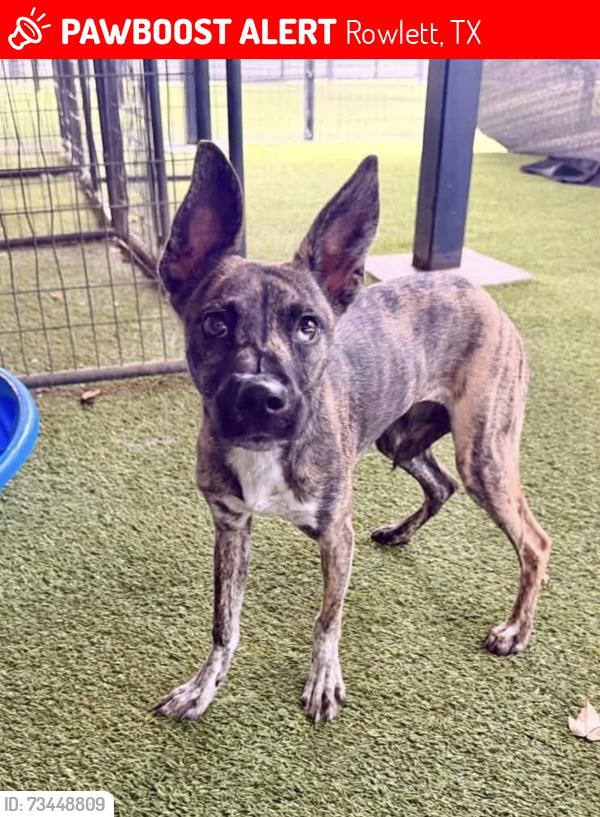 Lost Female Dog last seen Near wayne circ Rowlett, Rowlett, TX 75088