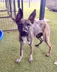 Lost Female Dog last seen Near wayne circ Rowlett, Rowlett, TX 75088