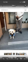 Lost Male Dog last seen Near S Occidental Blvd Los Angeles, CA 90057 United States, Los Angeles, CA 90026