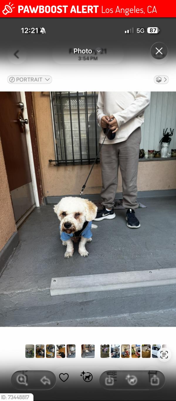 Lost Male Dog last seen Near S Occidental Blvd Los Angeles, CA 90057 United States, Los Angeles, CA 90026