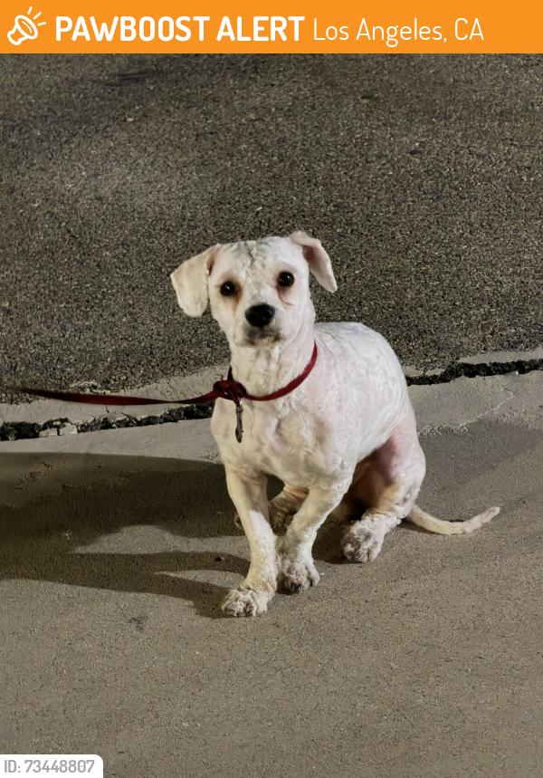 Found/Stray Male Dog last seen N Rampart Blvd and W Temple St, Los Angeles, CA 90026