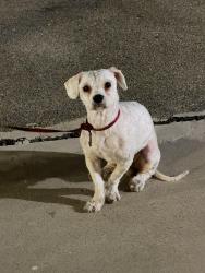 Found/Stray Male Dog last seen N Rampart Blvd and W Temple St, Los Angeles, CA 90026