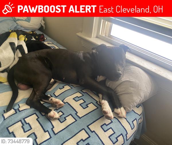 Lost Male Dog last seen Shaw avenue, East Cleveland, OH 44112