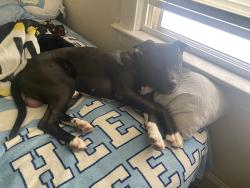Lost Male Dog last seen Shaw avenue, East Cleveland, OH 44112