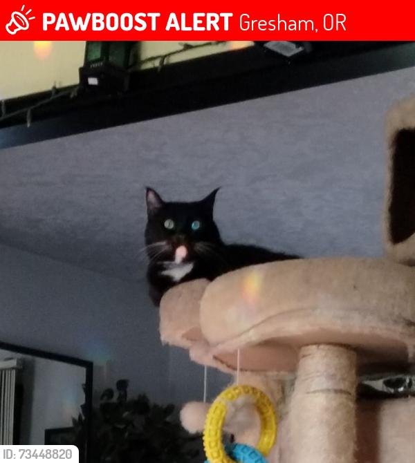 Lost Female Cat last seen NE Juniper and Cleveland, Gresham, OR 97030