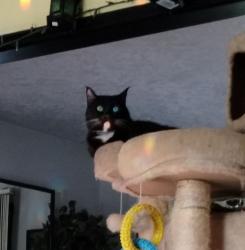 Lost Female Cat last seen NE Juniper and Cleveland, Gresham, OR 97030