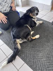 Found/Stray Female Dog last seen Unknown but was roaming near a public park somewhere in Burnsville, Burnsville, MN 55337