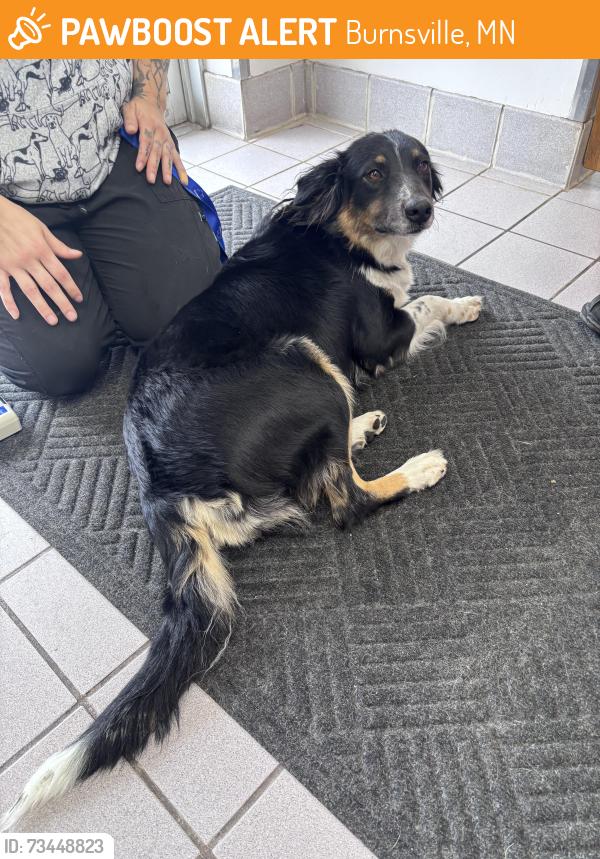 Found/Stray Female Dog last seen Unknown but was roaming near a public park somewhere in Burnsville, Burnsville, MN 55337
