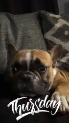 Lost Female Dog last seen Rosa and terrace, St. Louis, MO 63116