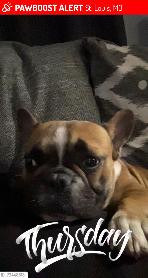 Lost Female Dog last seen Rosa and terrace, St. Louis, MO 63116