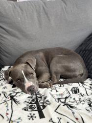Found/Stray Female Dog last seen Vineyard and 51st, Phoenix, AZ 85339