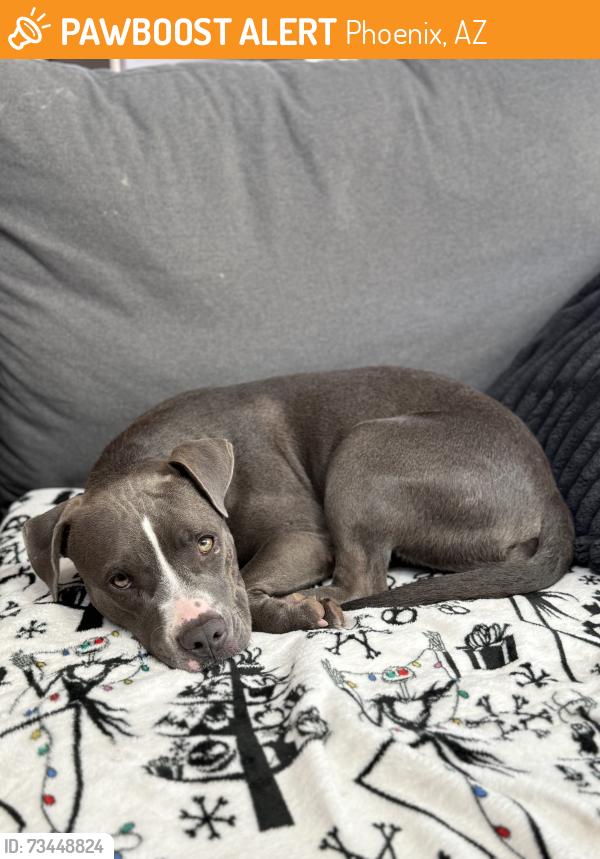 Found/Stray Female Dog last seen Vineyard and 51st, Phoenix, AZ 85339