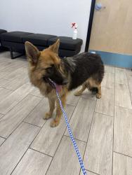 Found/Stray Female Dog last seen 29th and I10, Tucson, AZ 85713