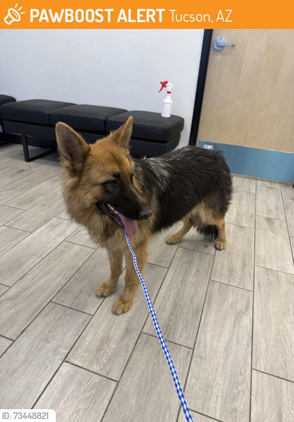 Found/Stray Female Dog last seen 29th and I10, Tucson, AZ 85713
