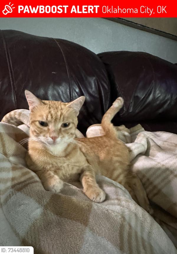 Lost Male Cat last seen 58th and s Penn, Oklahoma City, OK 73119