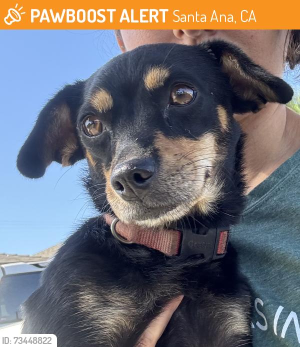 Found/Stray Female Dog last seen Raitt and St. Gertrude, Santa Ana, CA 92704, Santa Ana, CA 92704
