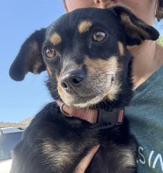 Found/Stray Female Dog last seen Raitt and St. Gertrude, Santa Ana, CA 92704, Santa Ana, CA 92704