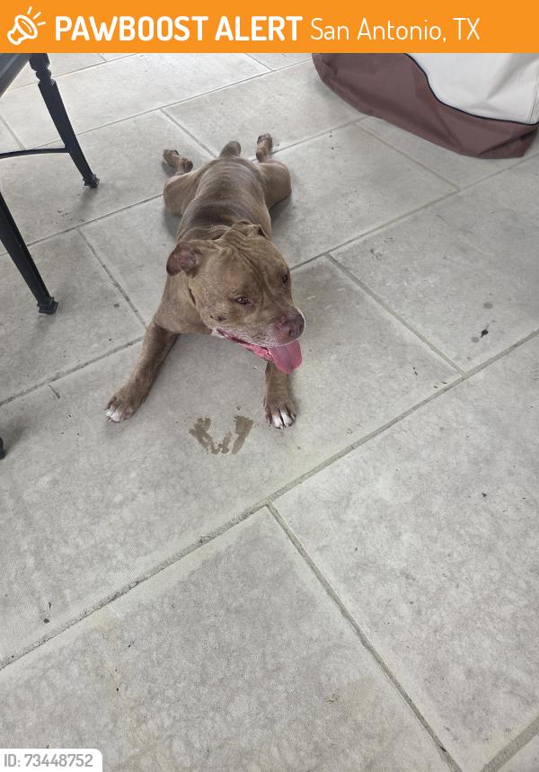 Found/Stray Male Dog last seen nacogdoches and 410, San Antonio, TX 78233