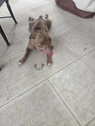 Found/Stray Male Dog last seen nacogdoches and 410, San Antonio, TX 78233