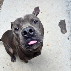 Shelter Stray Male Dog last seen , 328 Furman Hall Rd, Greenville, SC 29609, USA