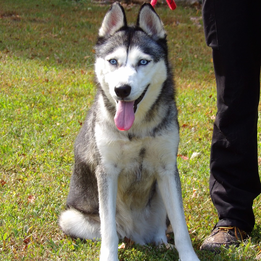 Shelter Stray Female Dog last seen , 1244 N Delsea Dr, Vineland, NJ 08360, USA