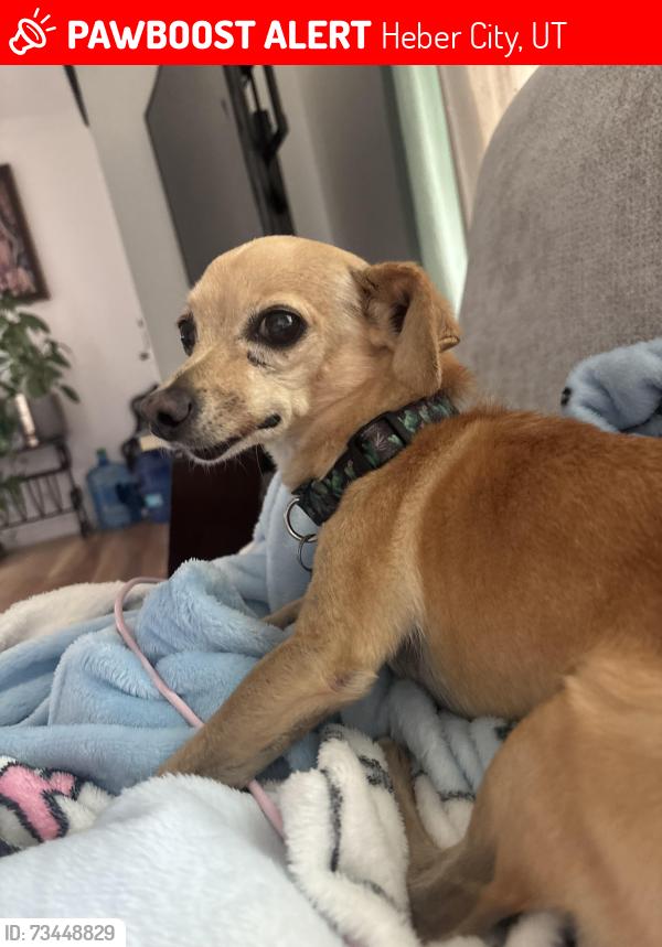 Lost Male Dog last seen Near S 500 E, Heber City, UT 84032