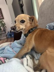 Lost Male Dog last seen Near S 500 E, Heber City, UT 84032