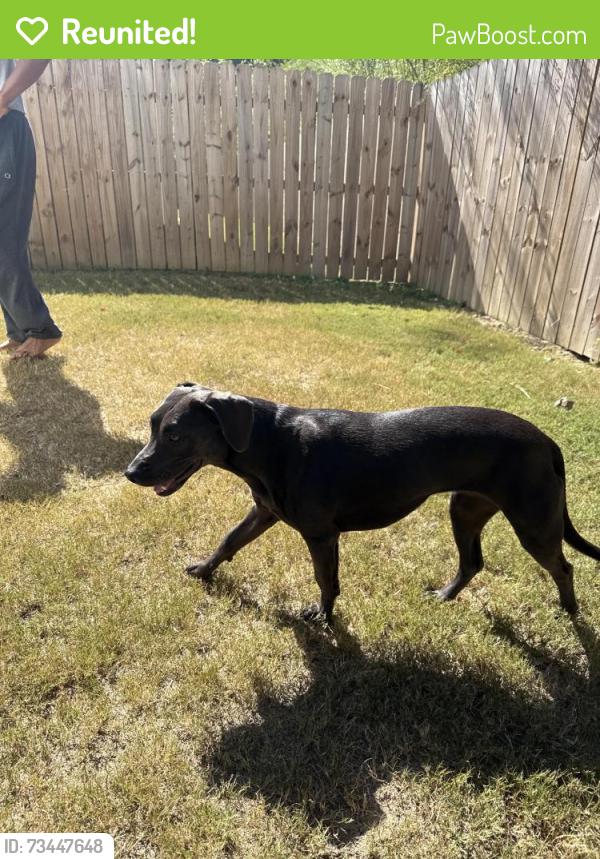 Reunited Female Dog last seen Oak tree drive, Chelsea, AL 35043