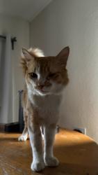 Reunited Male Cat last seen North wind circle and 158th, Sunrise, FL 33326