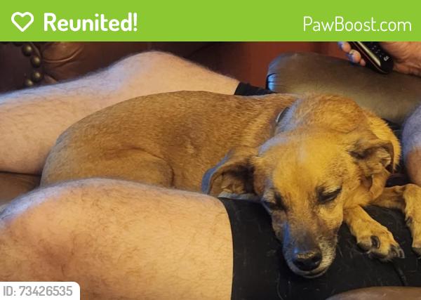 Reunited Male Dog last seen Hopi dr and Faldale, Casa Grande, AZ 85122