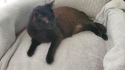 Lost Male Cat last seen Between 10th Ave and NE 24th Ave, Deerfield Beach, FL 33441