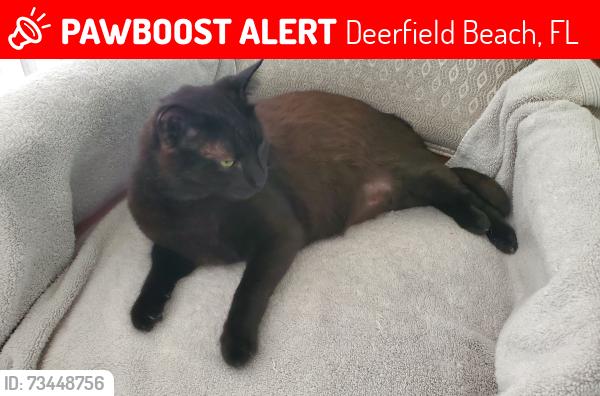 Lost Male Cat last seen Between 10th Ave and NE 24th Ave, Deerfield Beach, FL 33441