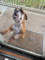 Found/Stray Female Dog last seen Gold street, Wichita, KS 67217