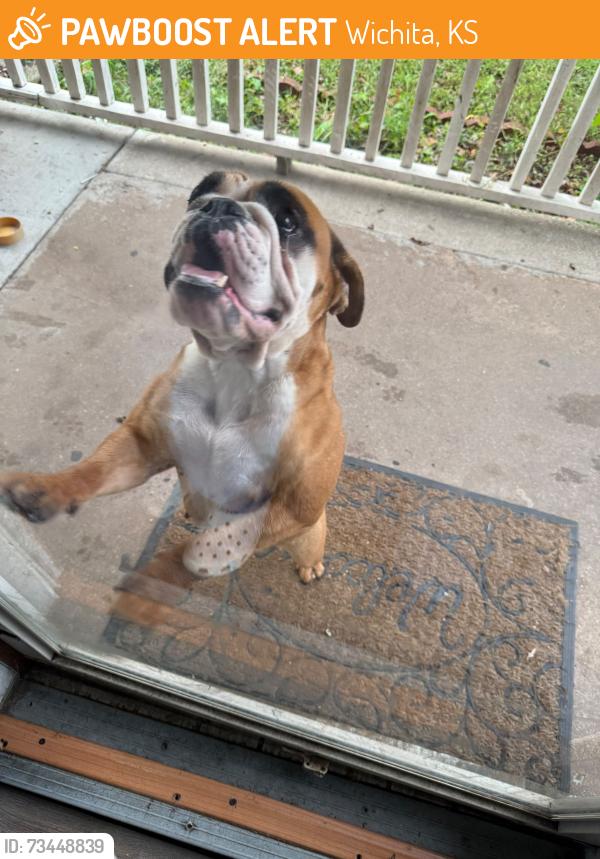 Found/Stray Female Dog last seen Gold street, Wichita, KS 67217