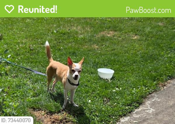 Reunited Male Dog last seen Connellsville Avenue headed towards Garden St, Connellsville, PA 15425