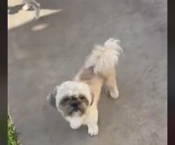 Reunited Male Dog last seen 20th and a ave, National City, CA 91950
