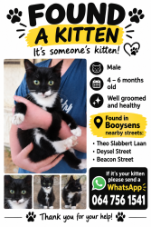 Found/Stray Male Cat last seen Beacon Street, Deysel Street, Pretoria, GP 