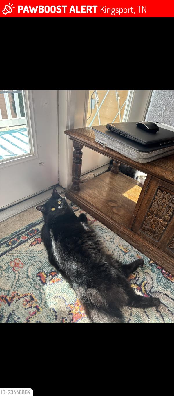 Lost Male Cat last seen Kendrick Creek rd, Kingsport, TN 37663