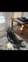 Lost Male Cat last seen Kendrick Creek rd, Kingsport, TN 37663